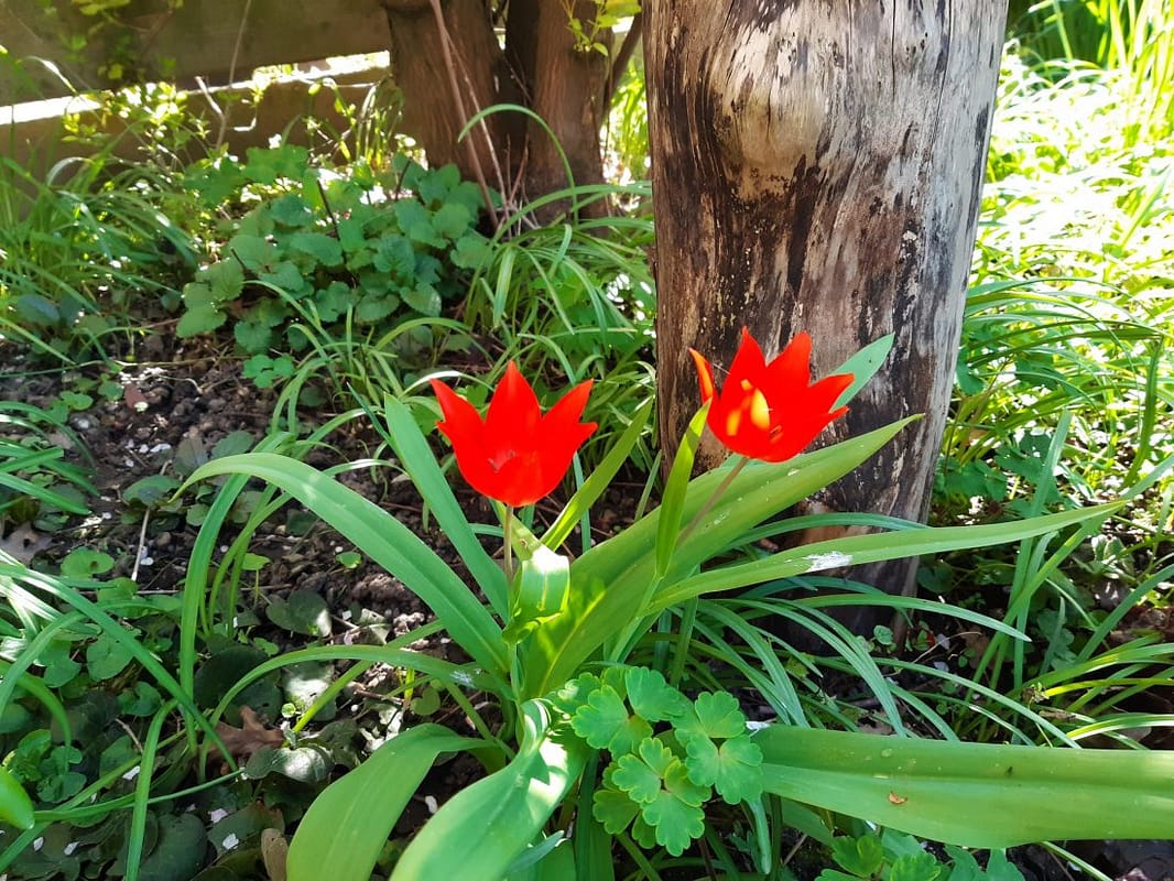 Nr. 4 b Wim P Er moet weer licht komen