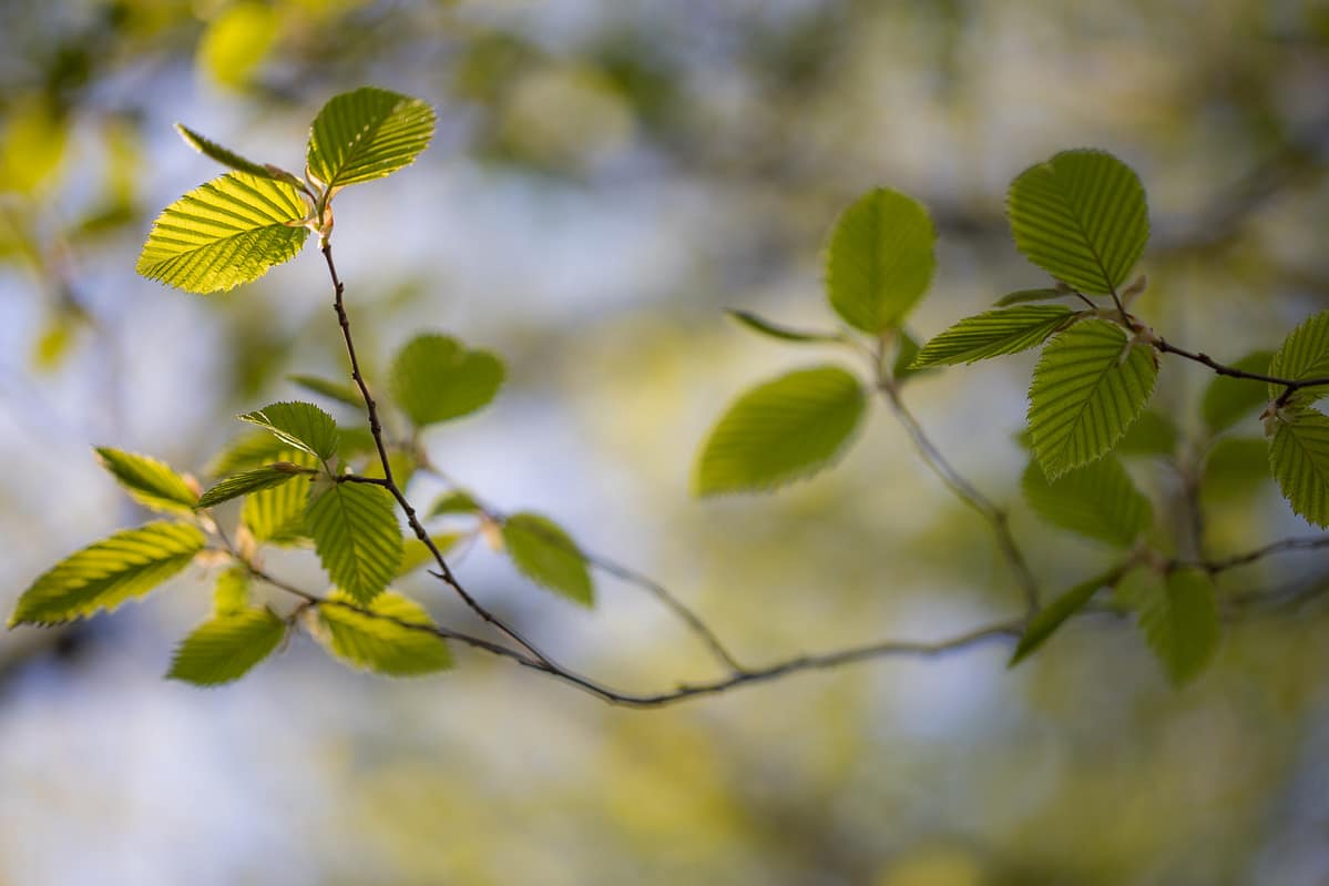 Hildegards groene tak