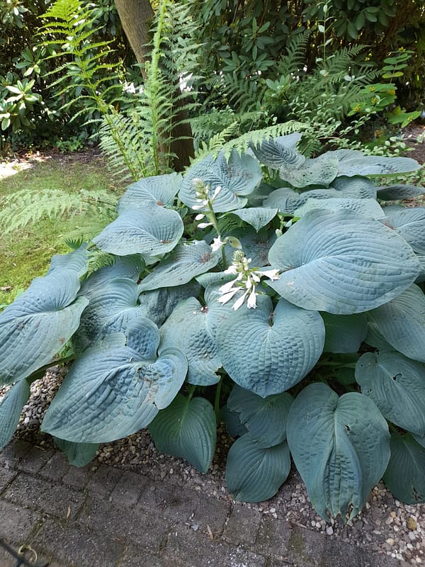 De Hosta groeit als kool