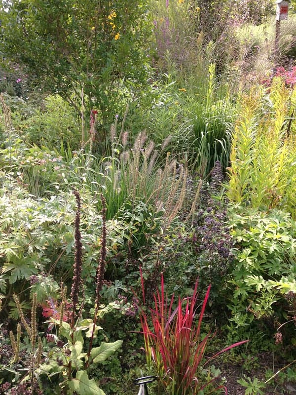 Tuin en Tebbe 2 De hitte en mevrouw Dahlia