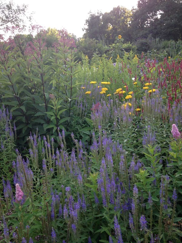 De Hitte en mevrouw Dahlia