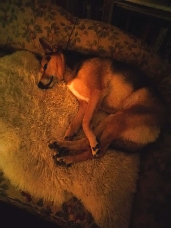 Nr. 3b Hond zonder angst